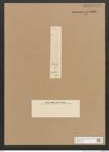 Diatomeae indet. Zeichnungen Sammlung Grunow Nr. 4556 (NHMW-BOT-W0372518)